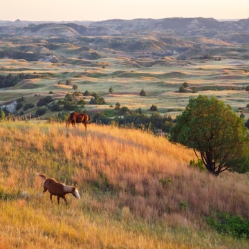 A guide to Theodore Roosevelt National Park, North Dakota